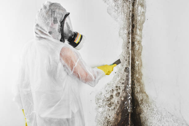 Certified Mold Removal in Yorkville, WI