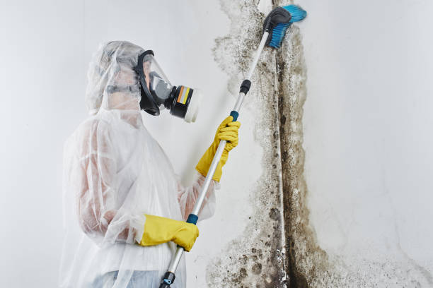 Best Fast Mold Removal  in Yorkville, WI