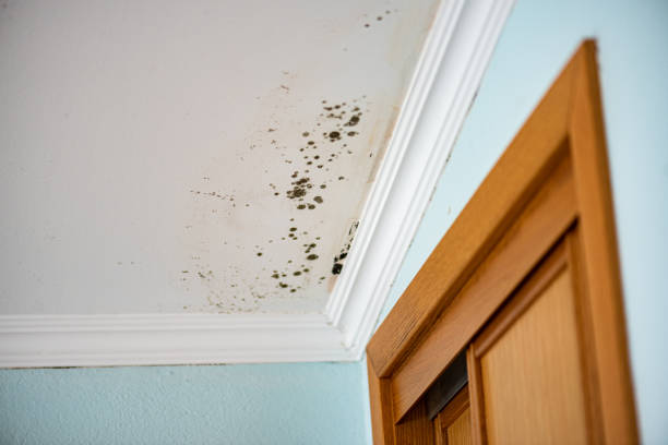 Best Office Mold Removal Services  in Yorkville, WI