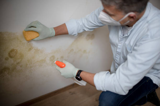 Best Mold Removal Company Near Me  in Yorkville, WI