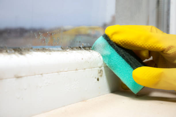 Crawl Space Mold Removal in Yorkville, WI