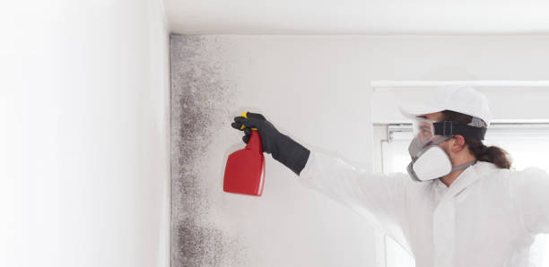Mold Testing and Removal in Yorkville, WI