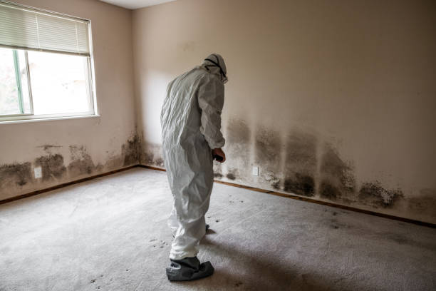 Best Commercial Mold Removal  in Yorkville, WI