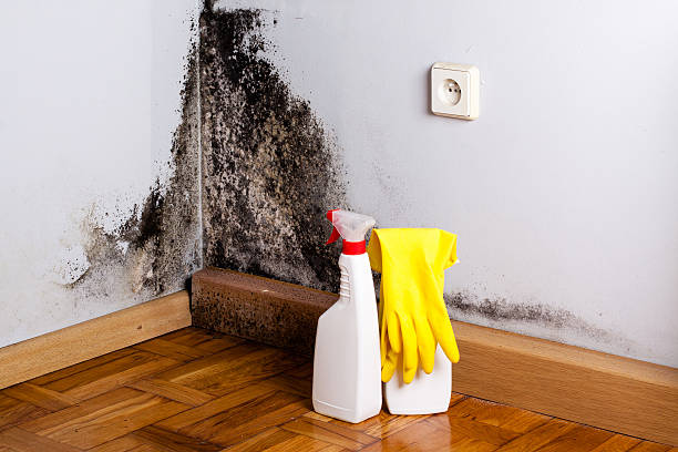 Best Mold Testing  in Yorkville, WI