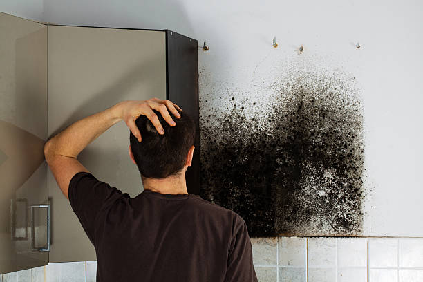 Best Mold Testing and Removal  in Yorkville, WI