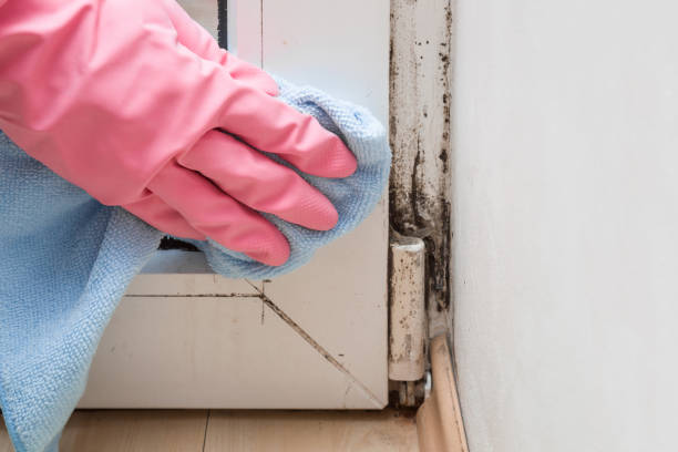 Best Black Mold Removal  in Yorkville, WI
