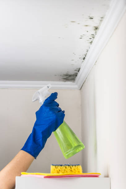 Best Home Mold Removal  in Yorkville, WI