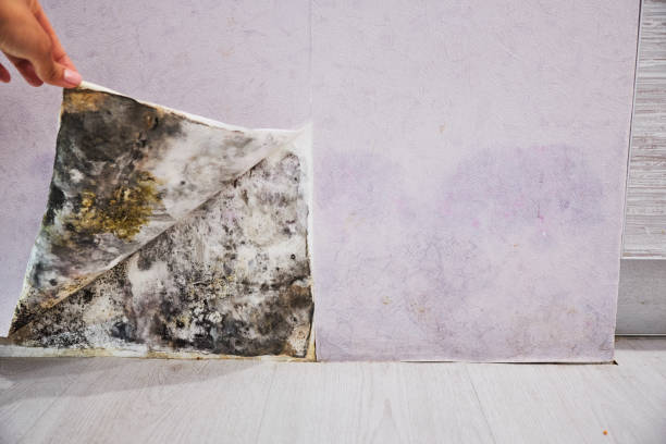 Professional Mold Removal in Yorkville, WI